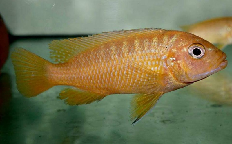 Maylandia phaeos 'Hai Reef'